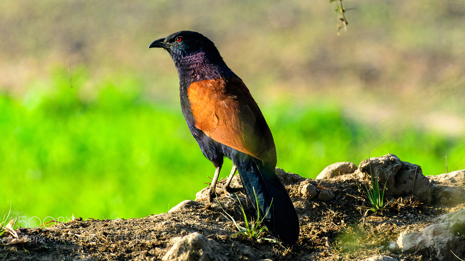 Nikon D500 sample photo. Greater coucal photography