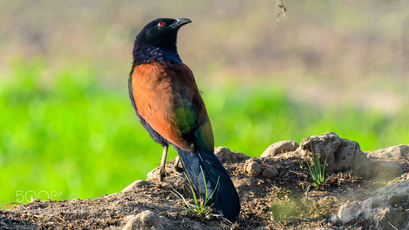 Nikon D500 sample photo. Greater coucal photography