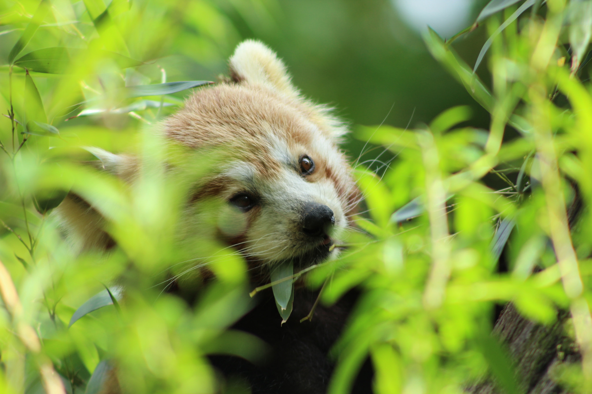 Canon EF 75-300mm f/4-5.6 sample photo. Red panda in the midle of the meal photography