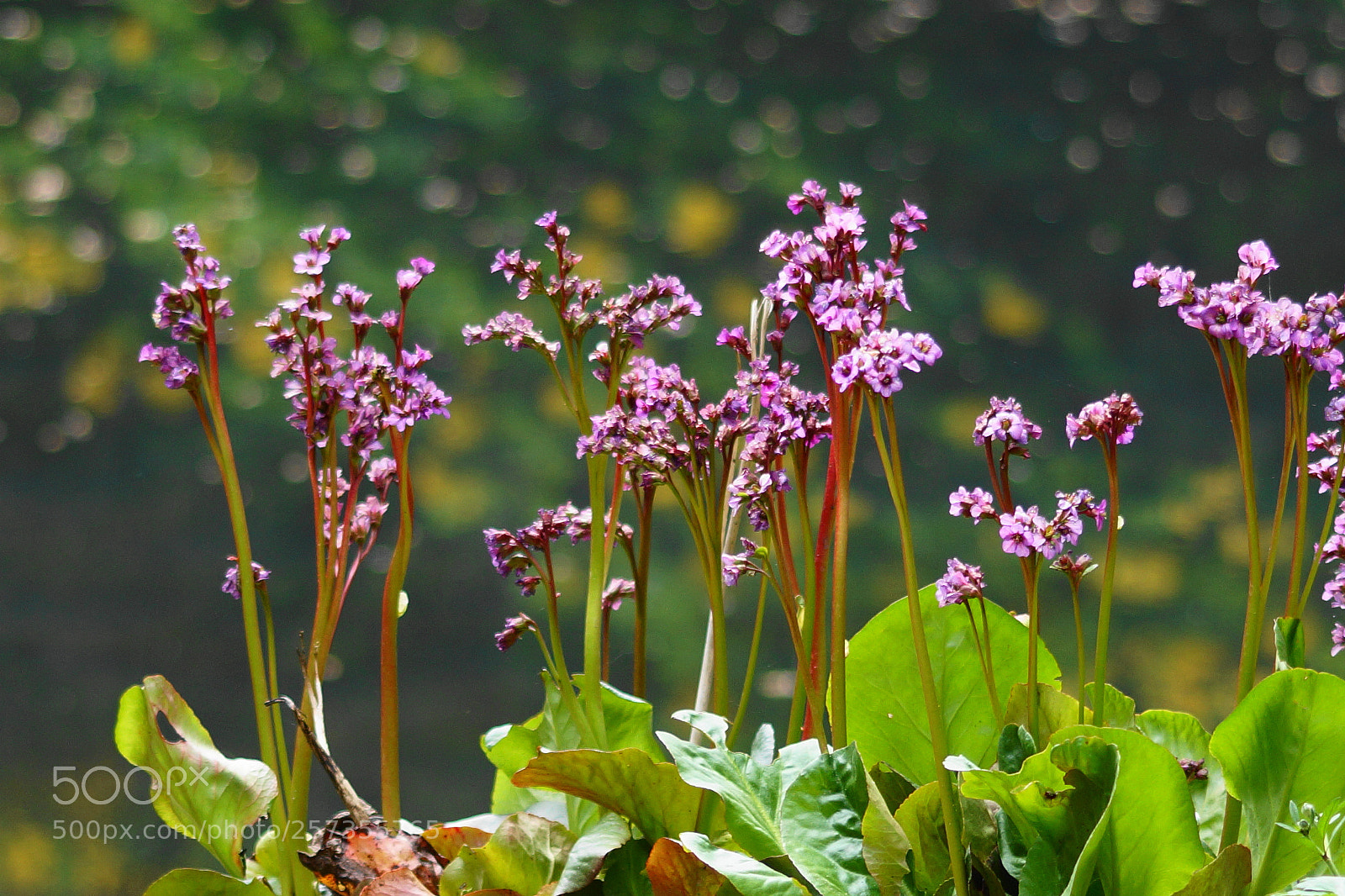 Sony SLT-A58 sample photo. Lila blumen am see photography