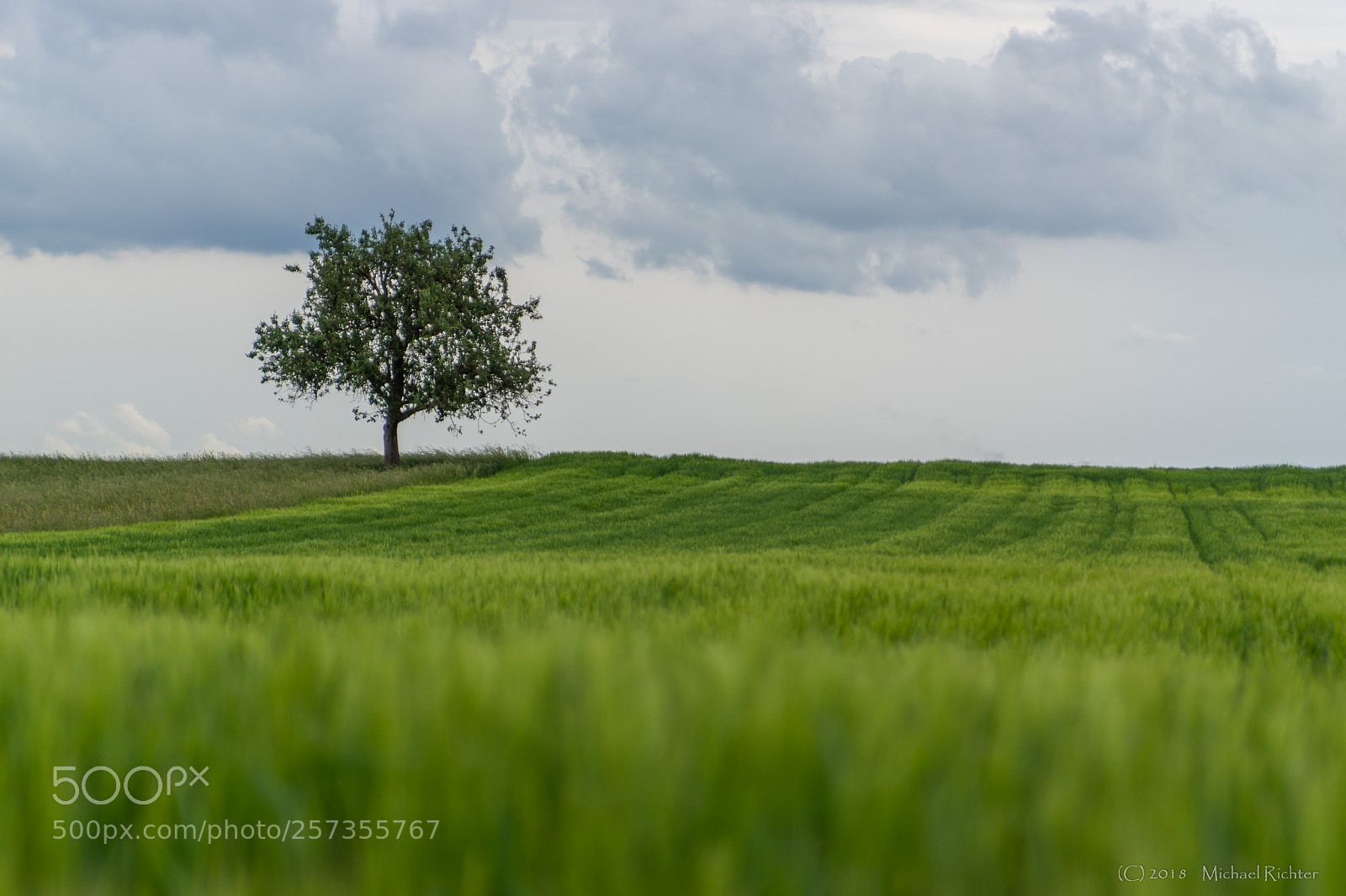 Sony ILCA-77M2 sample photo. Baum photography