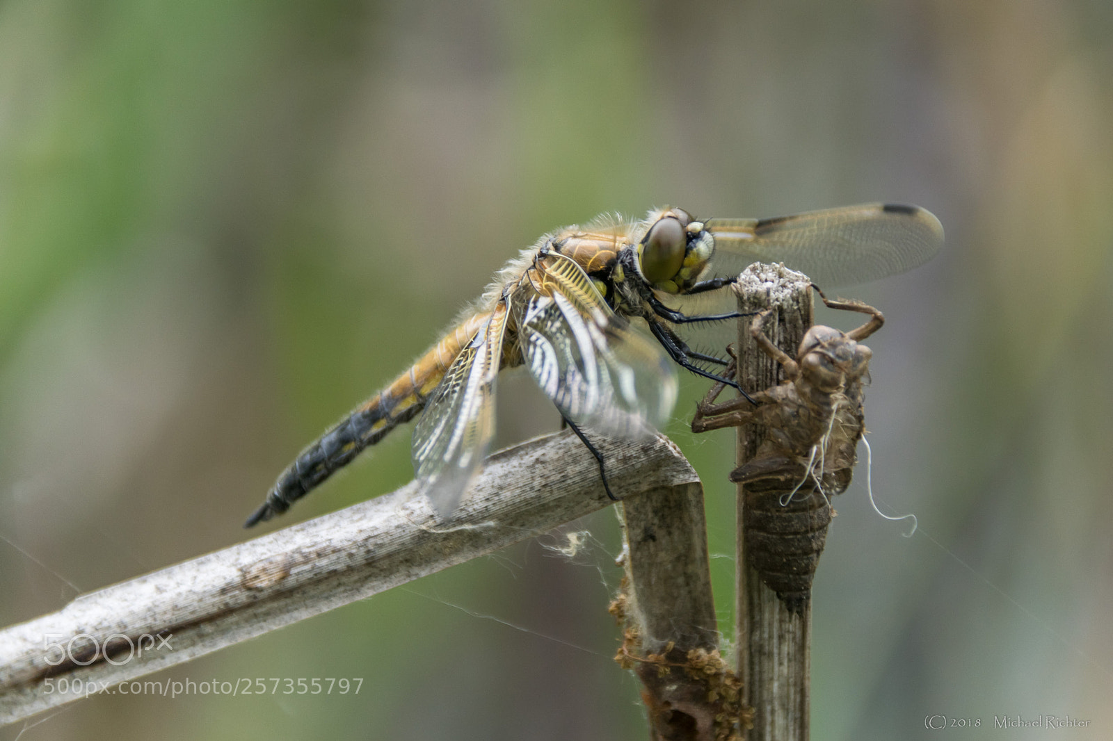 Sony ILCA-77M2 sample photo. Dragonfly photography