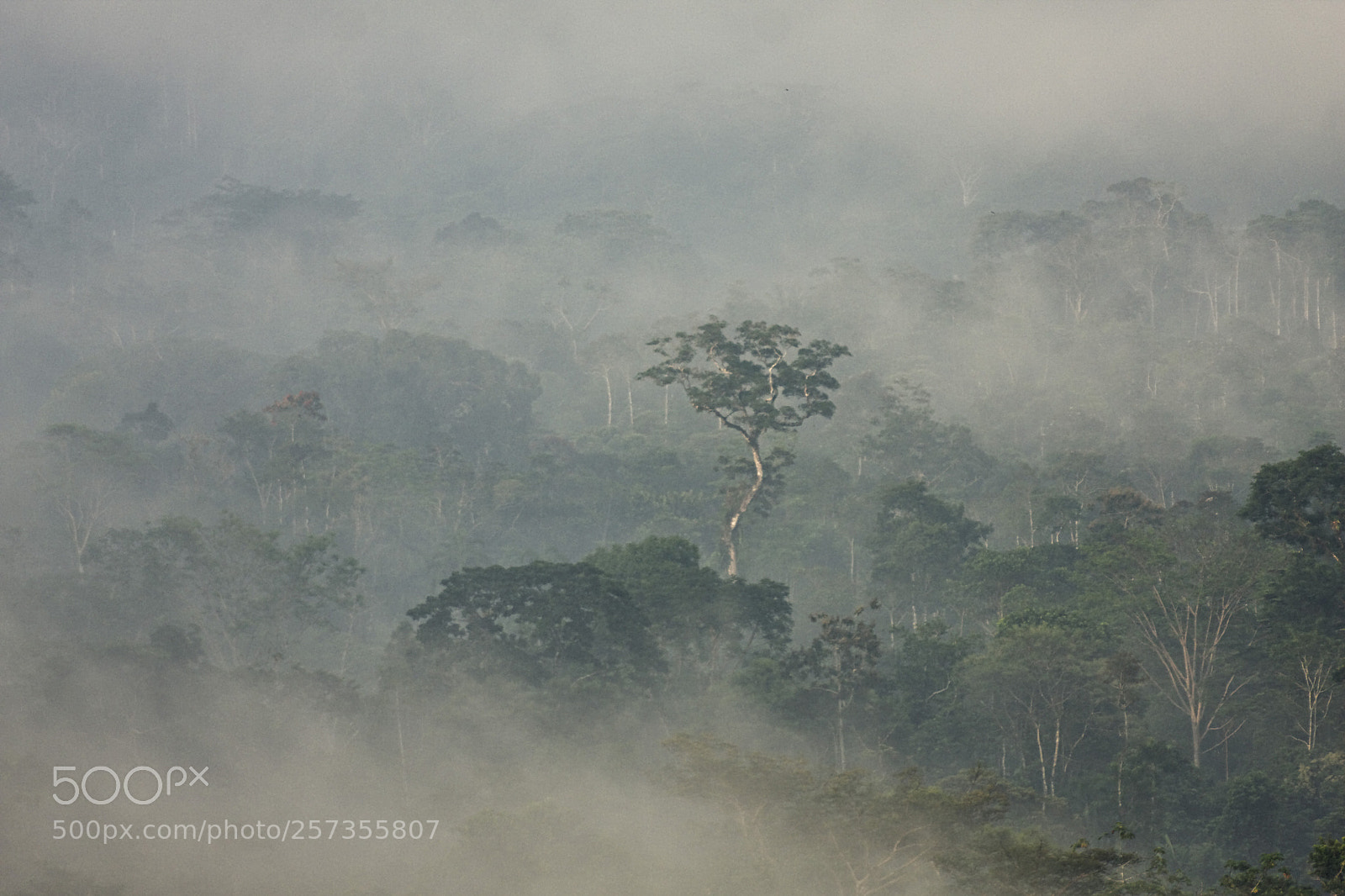 Canon EOS 40D sample photo. Mist in the jungle photography