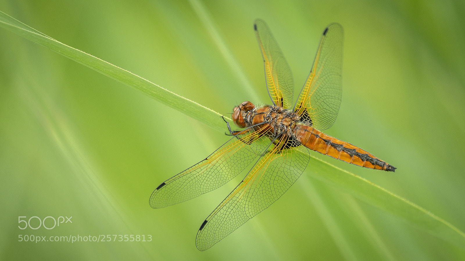 Nikon D500 sample photo. Blue chaser photography