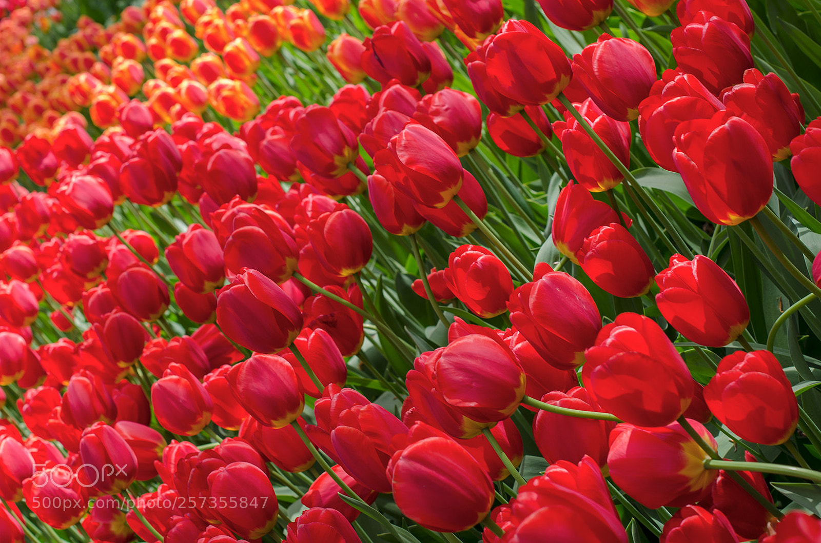 Nikon D7000 sample photo. Just red tulips, keukenhof photography