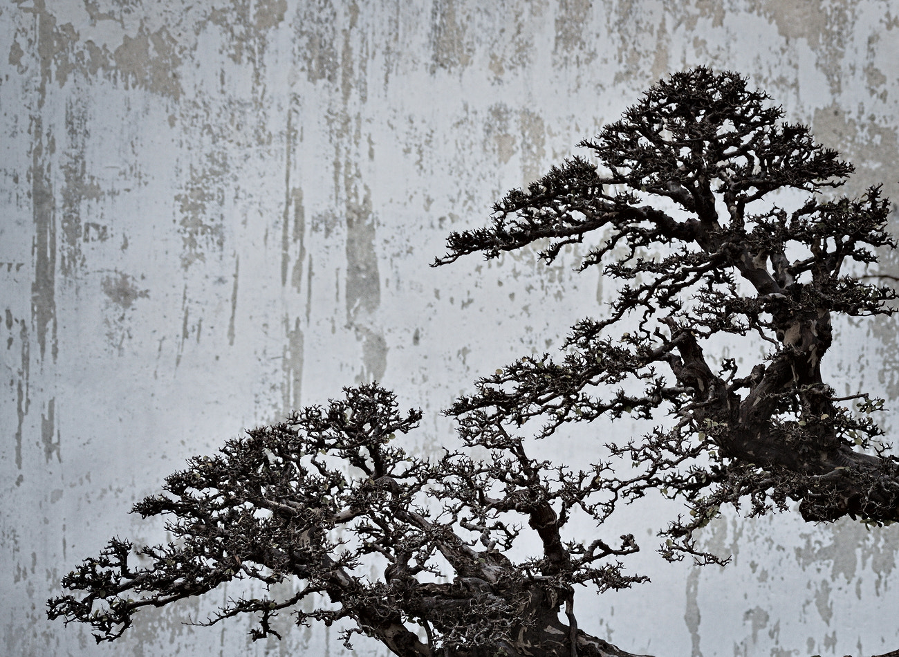 Nikon D3100 sample photo. Silhouette photography