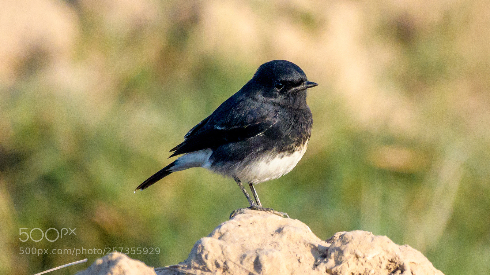 Nikon D500 sample photo. Pied bush-chat photography