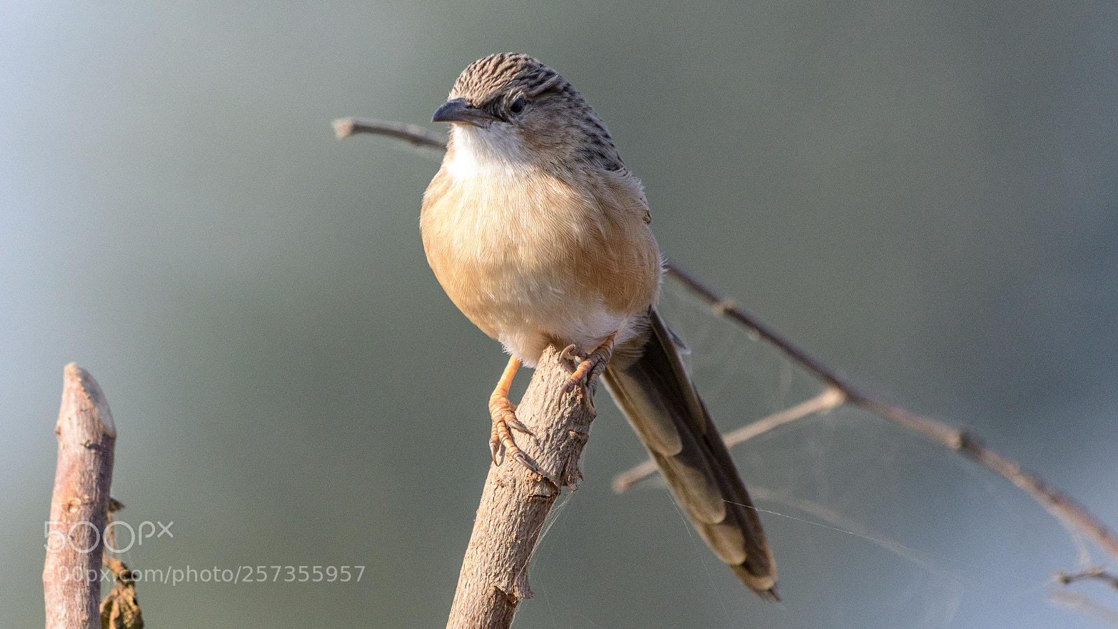 Nikon D500 sample photo. Common babbler photography