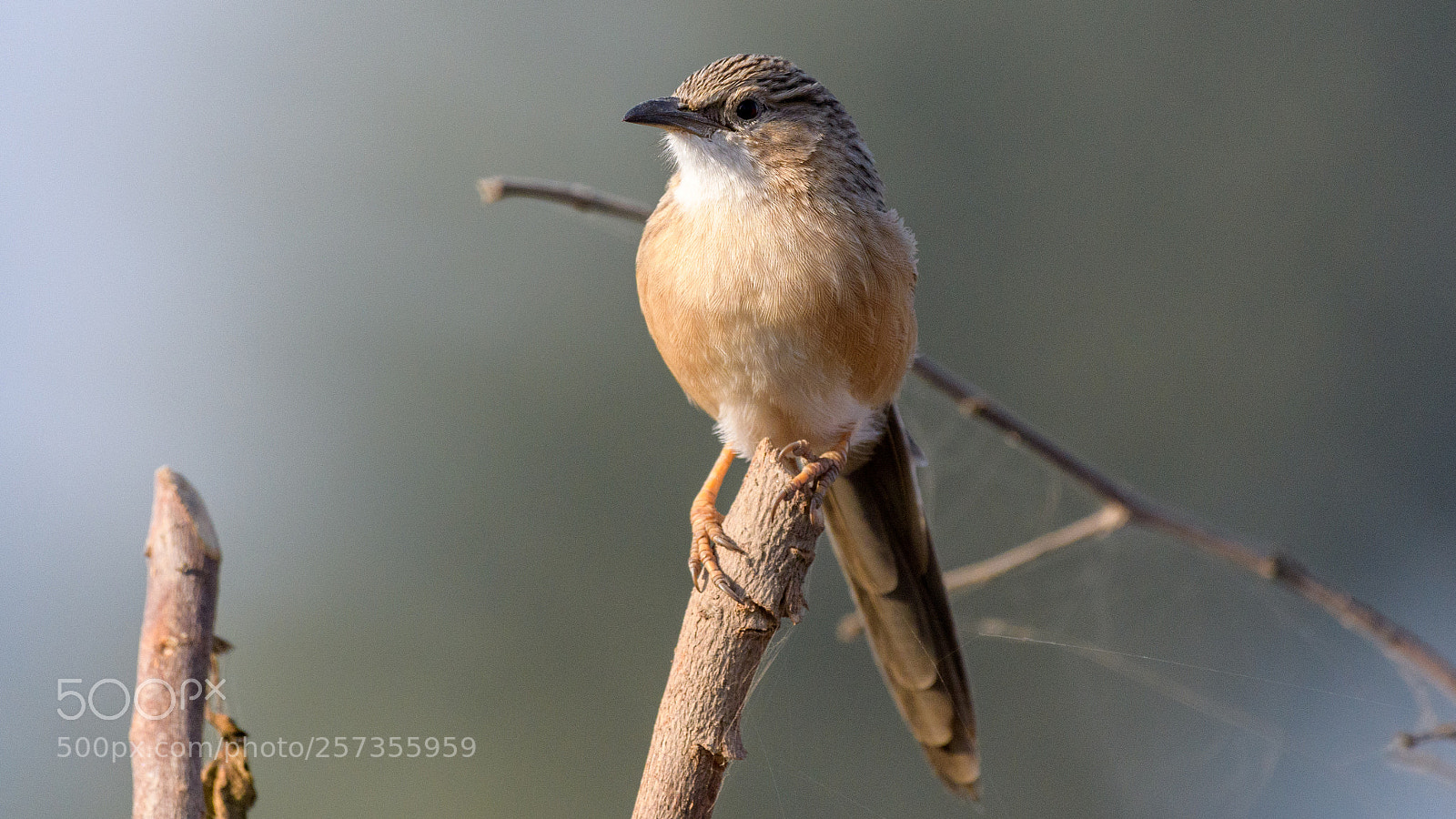 Nikon D500 sample photo. Common babbler photography