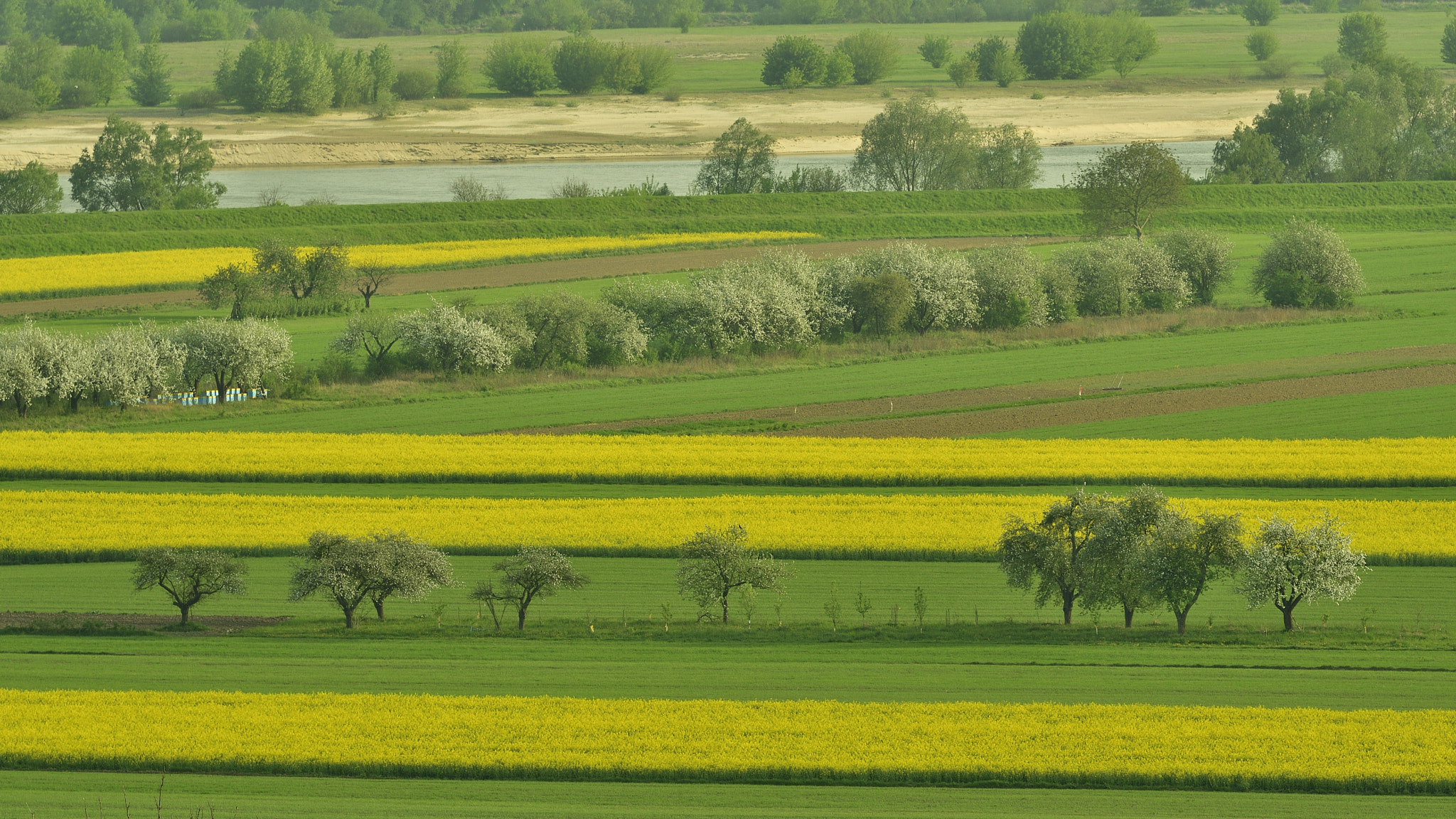 Nikon D500 sample photo. Rzepakowy raj photography