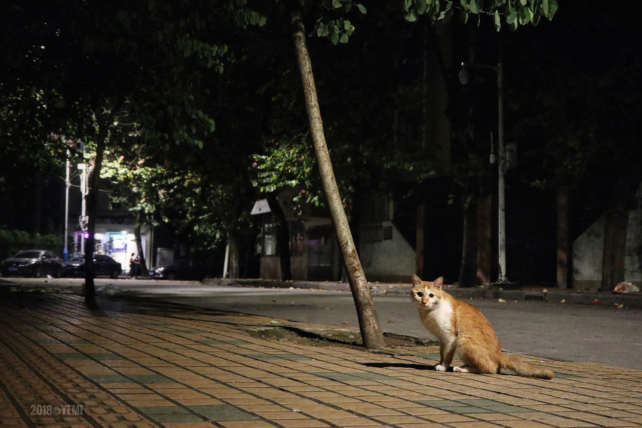 Canon EOS M6 sample photo. The night street cat photography