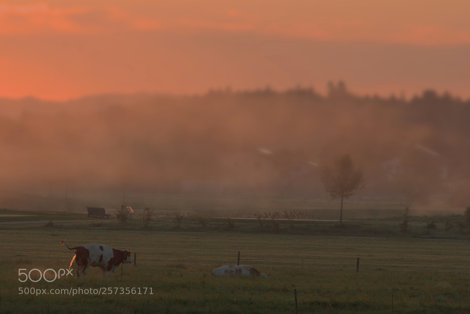 Sony ILCA-77M2 sample photo. Good morning cow photography