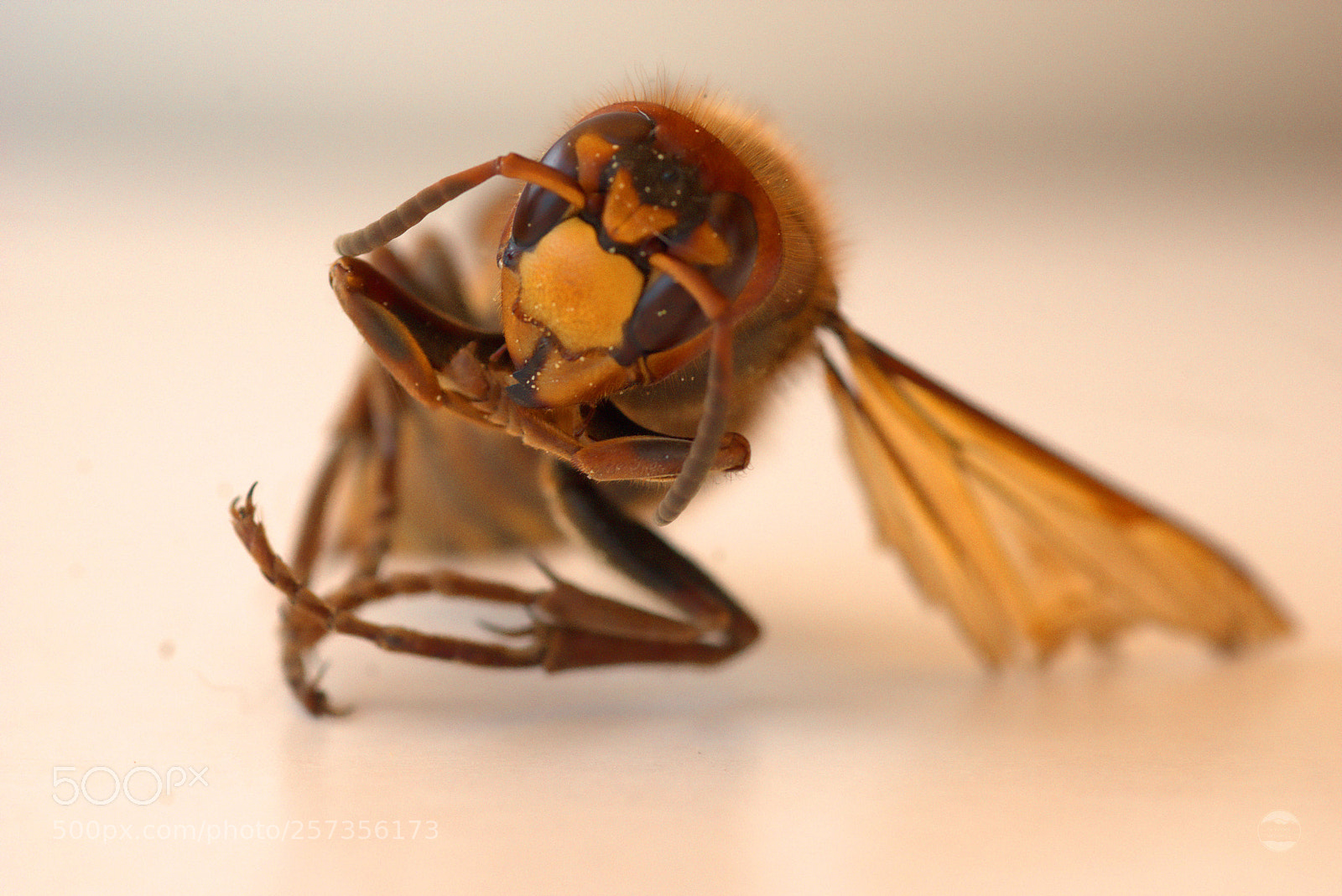 Sony ILCA-77M2 sample photo. Hornet photography