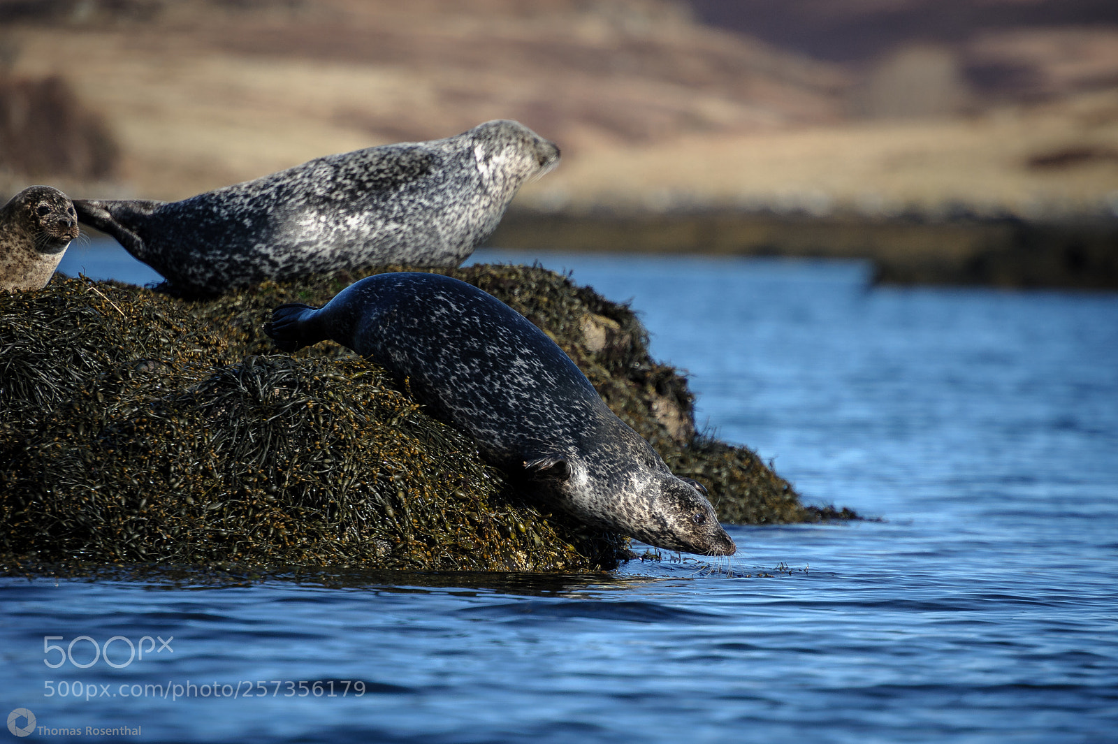 Nikon D700 sample photo. Seal going wet photography