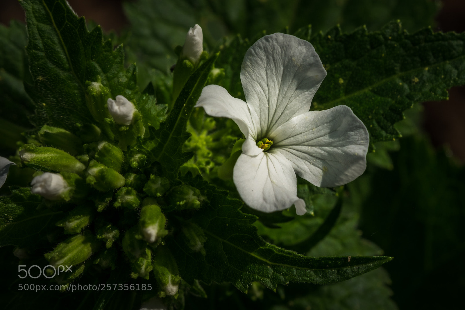 Fujifilm X-T1 sample photo. Wei er silberling lunaria photography
