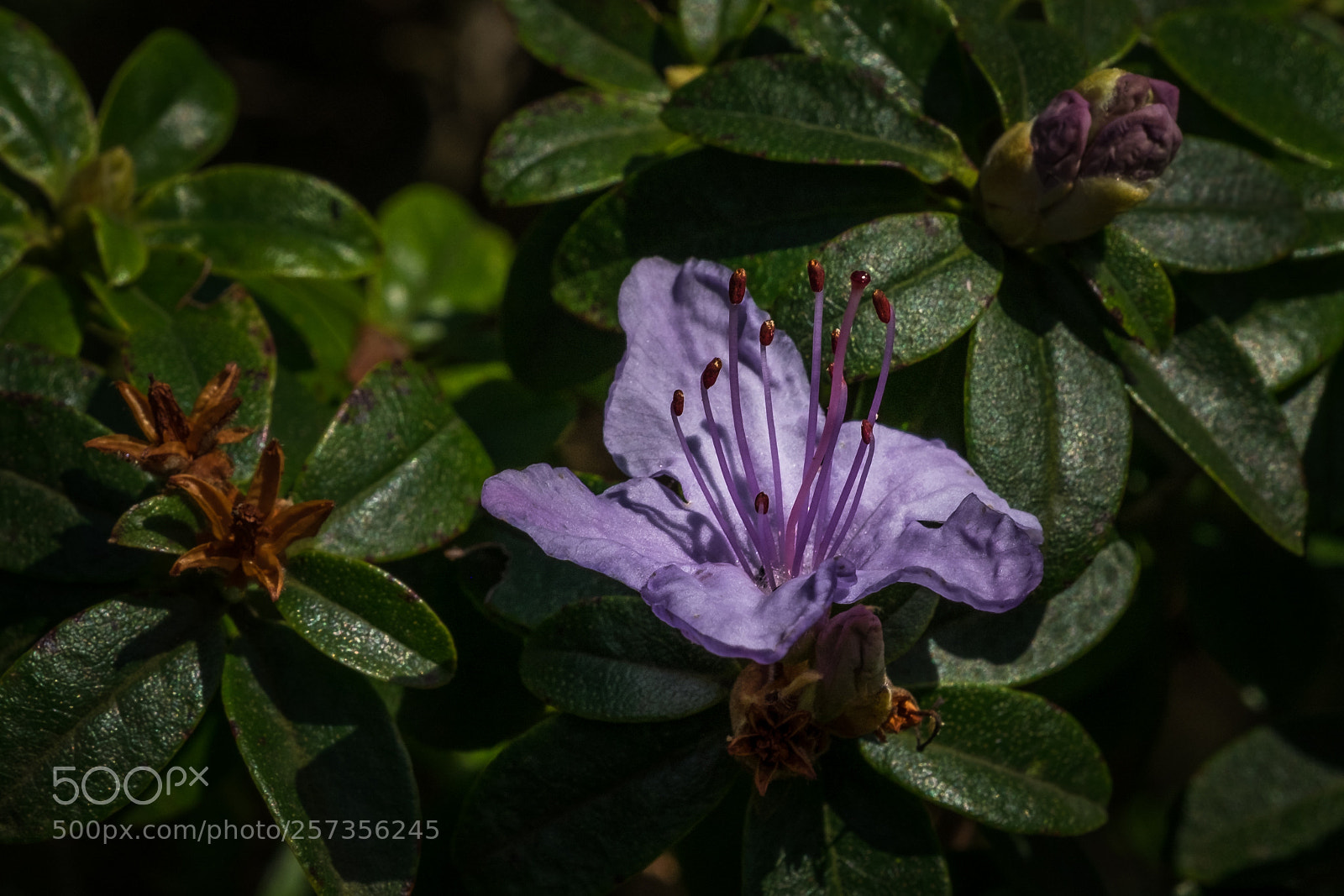 Fujifilm X-T1 sample photo. Rhododendron impeditum blue tit photography