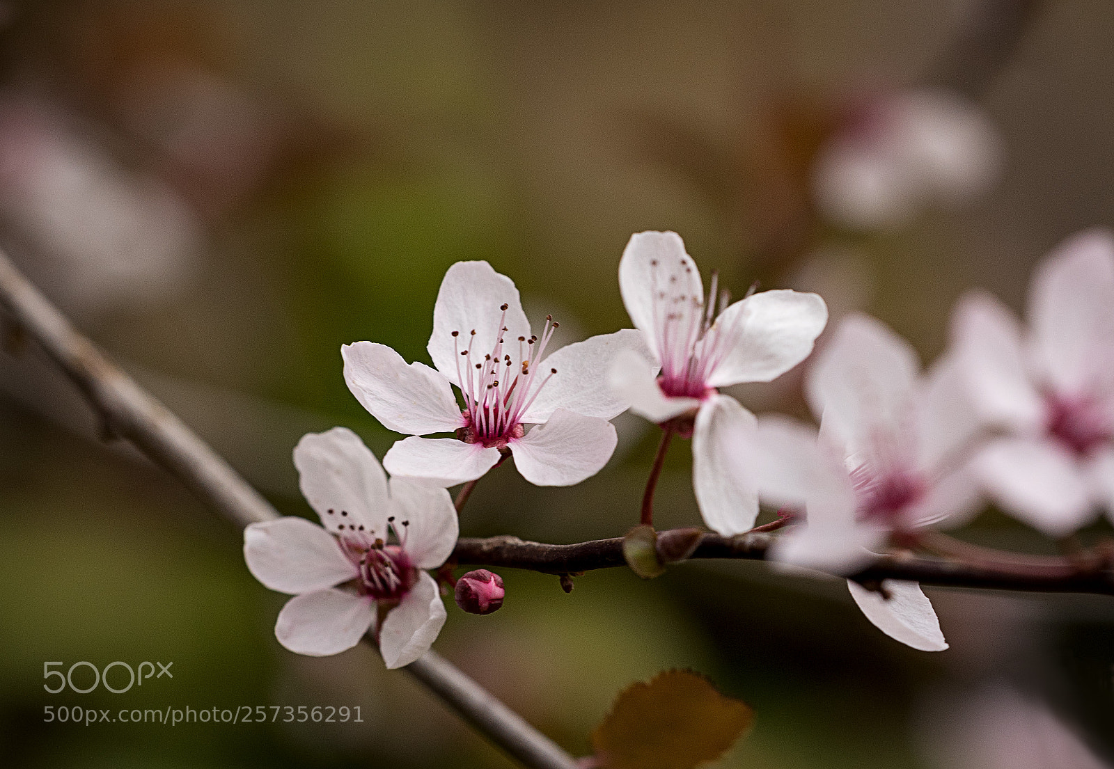 Nikon D750 sample photo. Prunus cerasifera hollywood photography