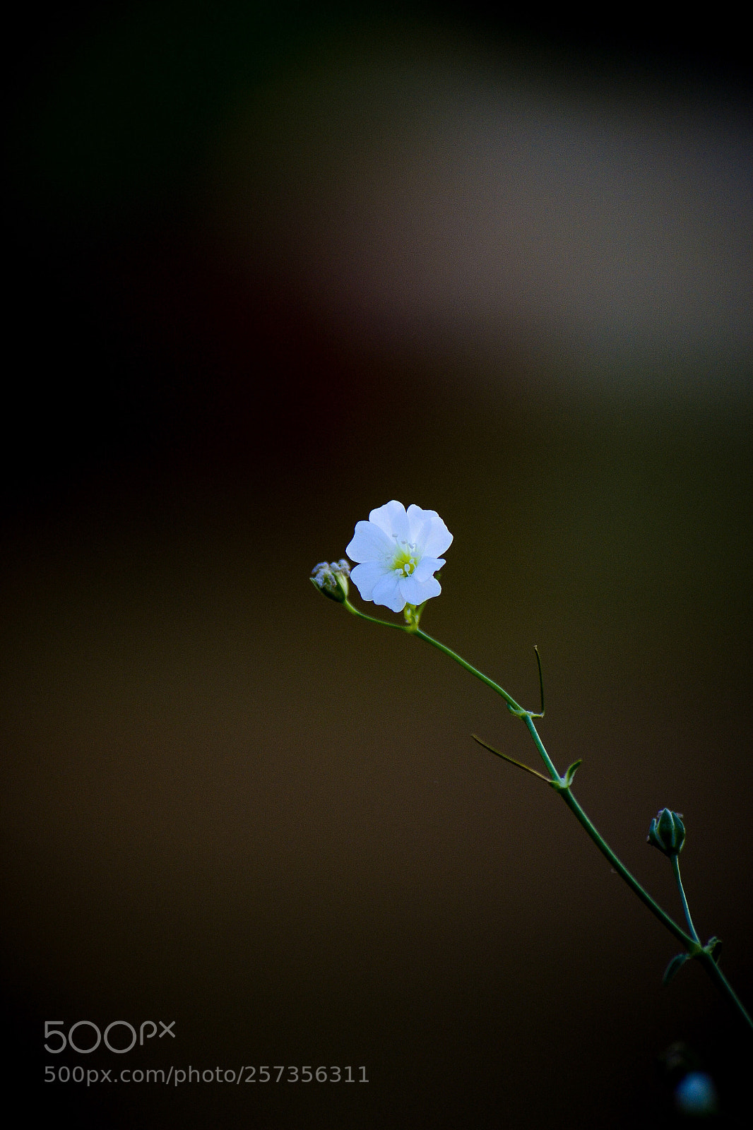 Nikon D3100 sample photo. Untitled photography