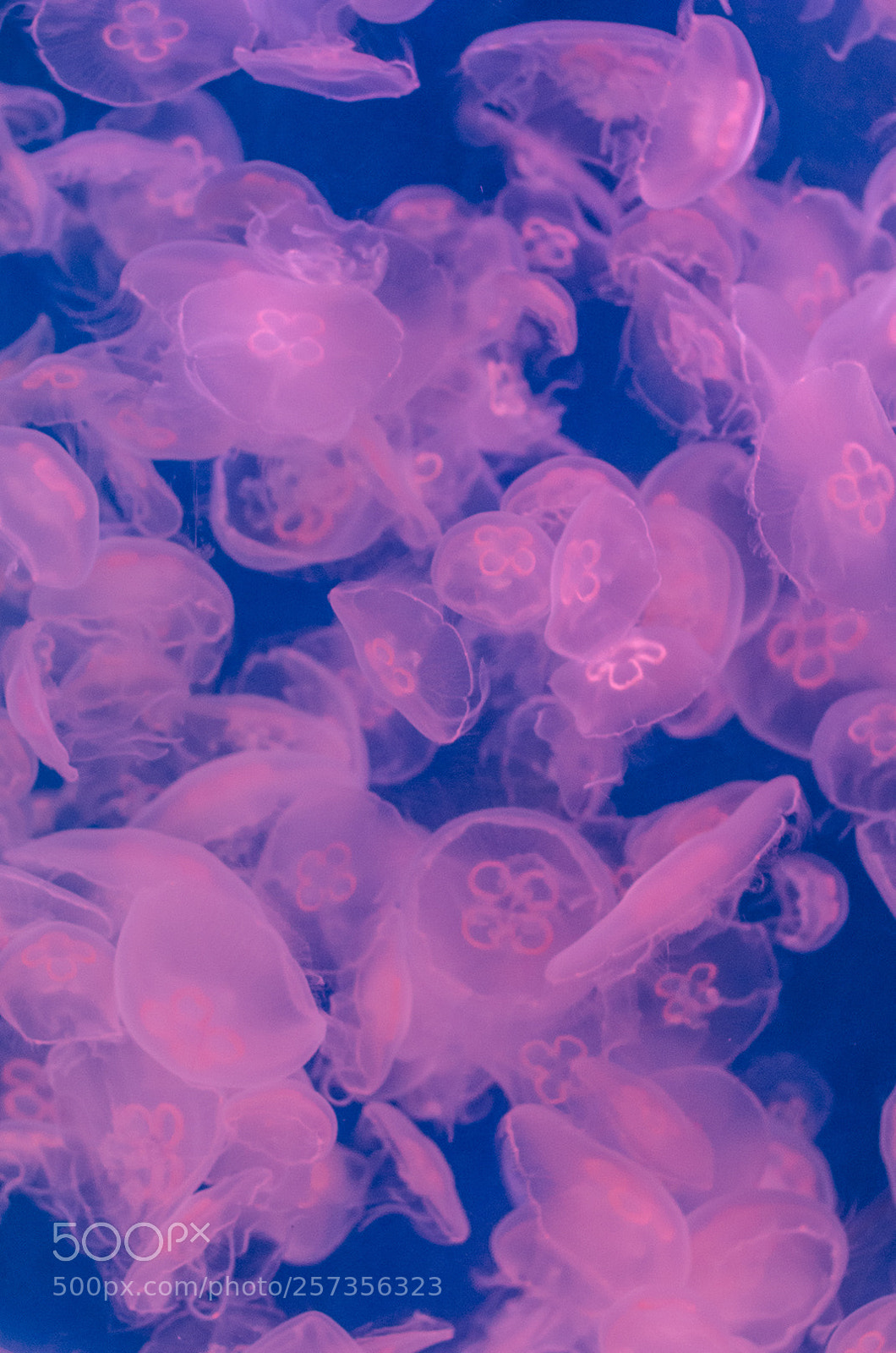 Nikon D7000 sample photo. Medusas, sea life, scheveningen photography