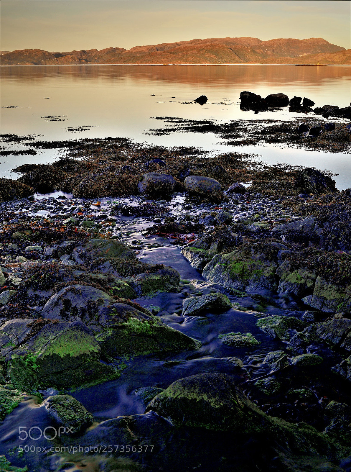 Nikon D800 sample photo. Green photography