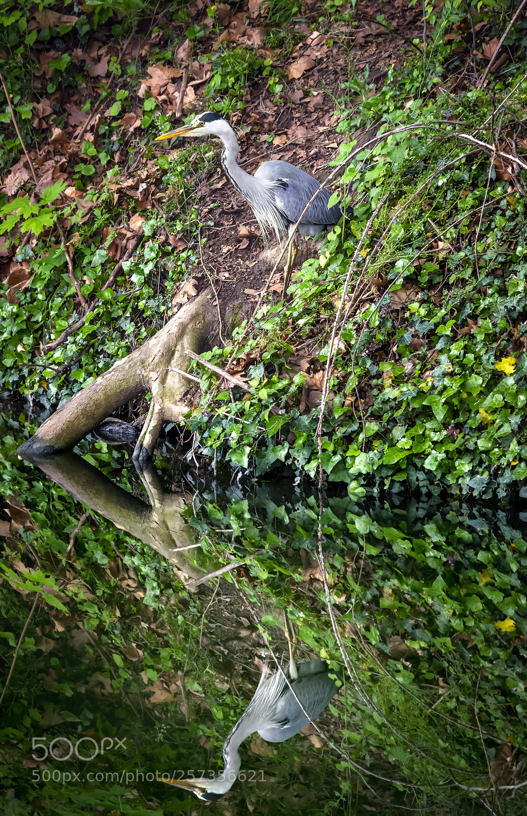 Nikon D7200 sample photo. Ardea cinerea photography