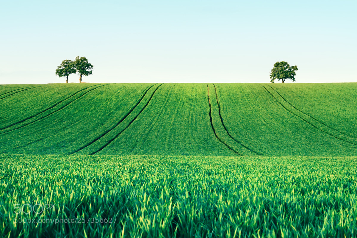 Nikon D7200 sample photo. Trees on the horizon photography