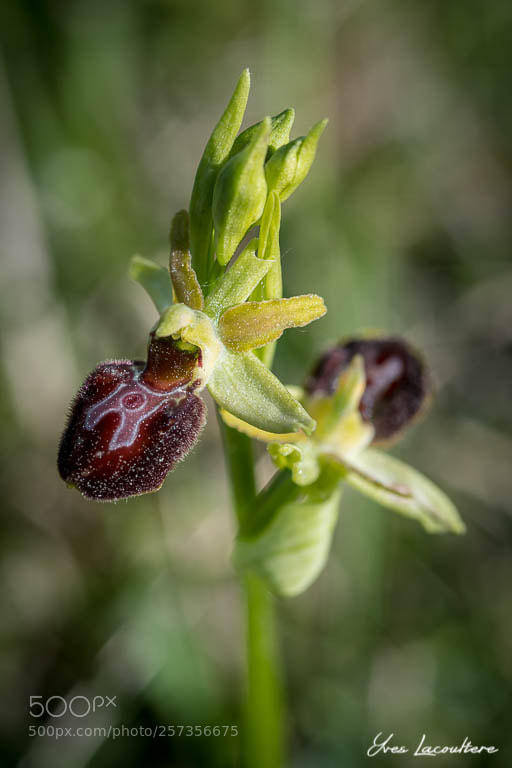Nikon D500 sample photo. Mont césar's orchid photography