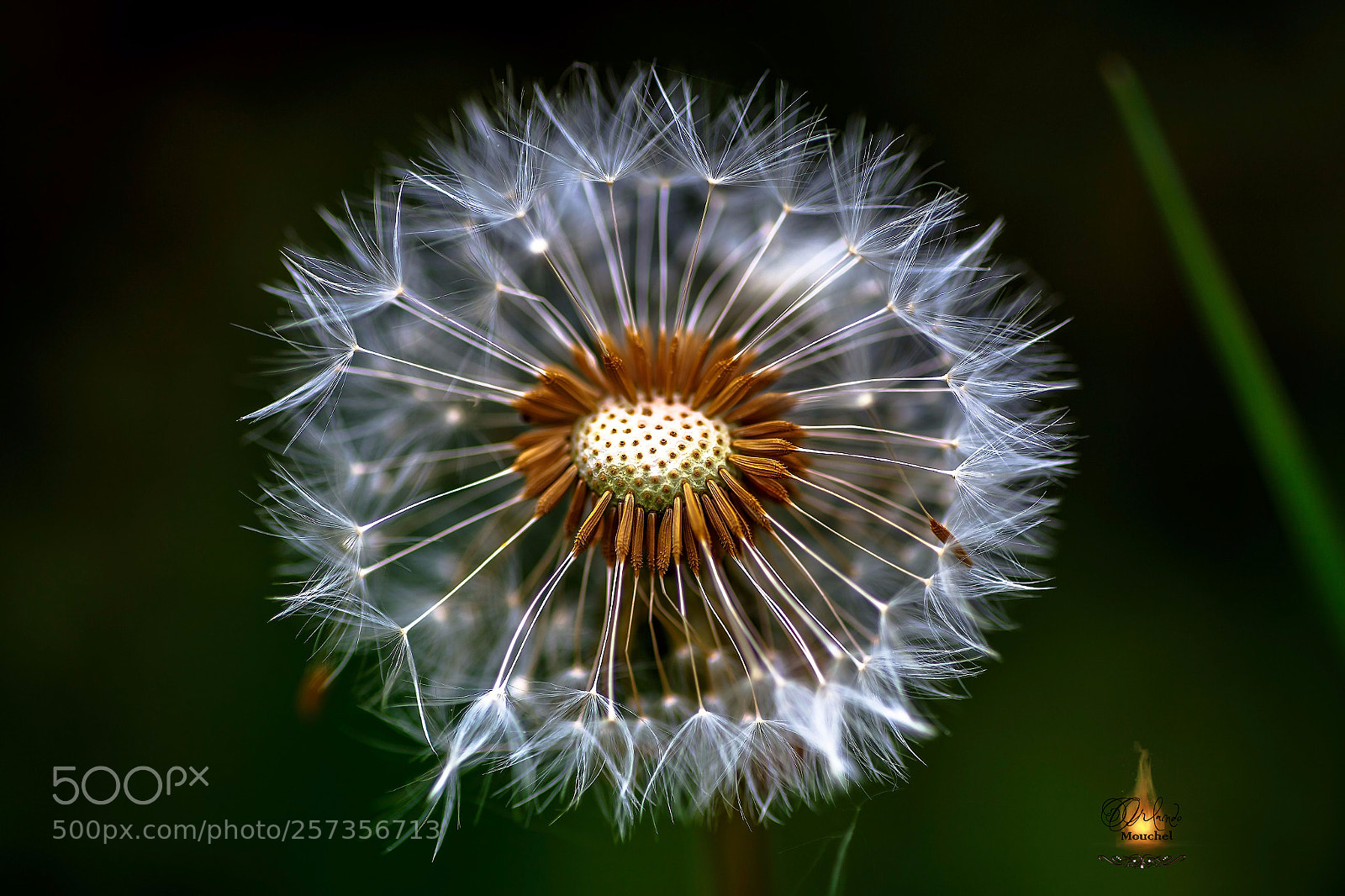 Canon EOS 6D sample photo. Pappus photography