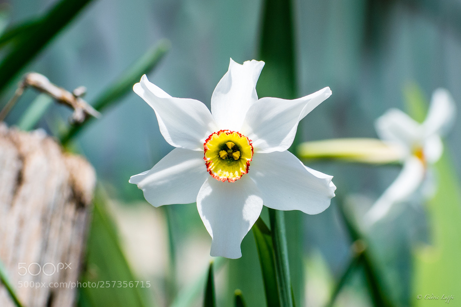Nikon D5500 sample photo. Coeur de soleil photography