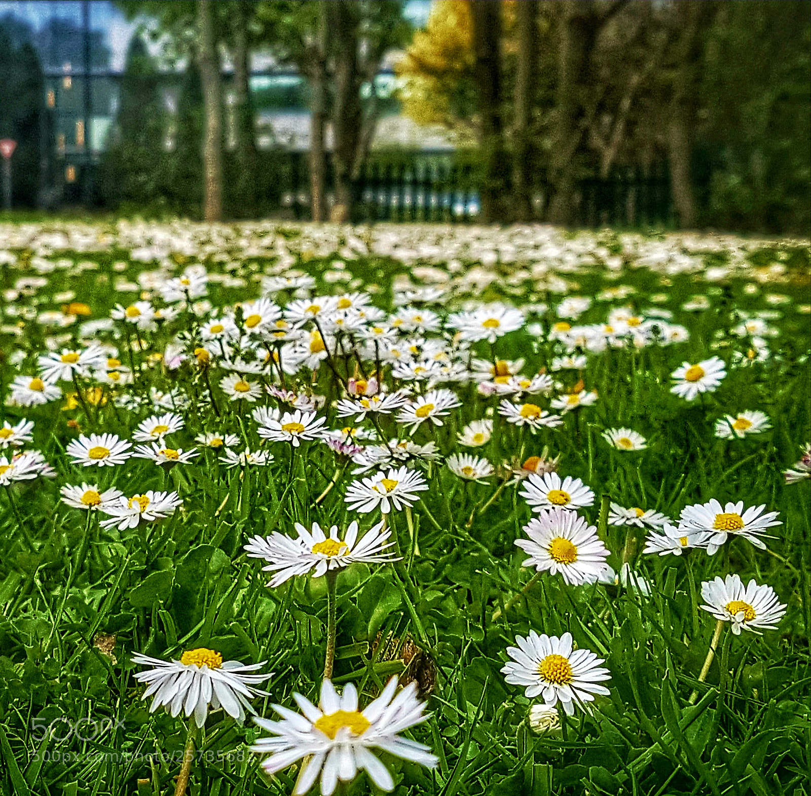 Samsung Galaxy S7 Edge sample photo. Field of daisys! photography
