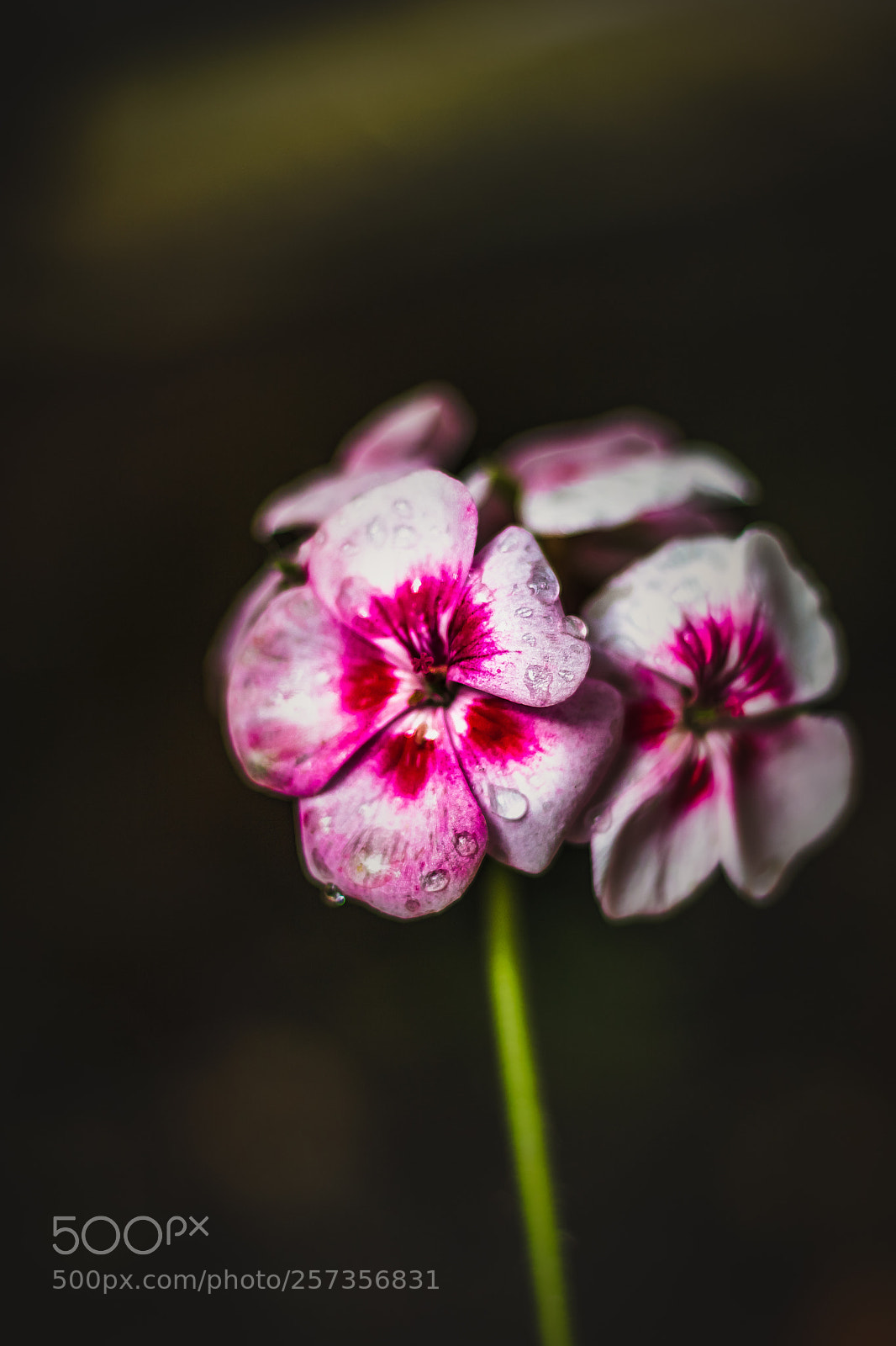 Canon EOS 750D (EOS Rebel T6i / EOS Kiss X8i) sample photo. After the rain photography