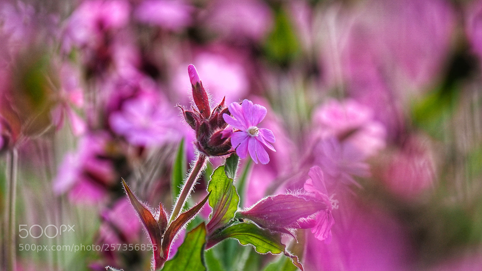 Olympus OM-D E-M10 III sample photo. Wildflower photography