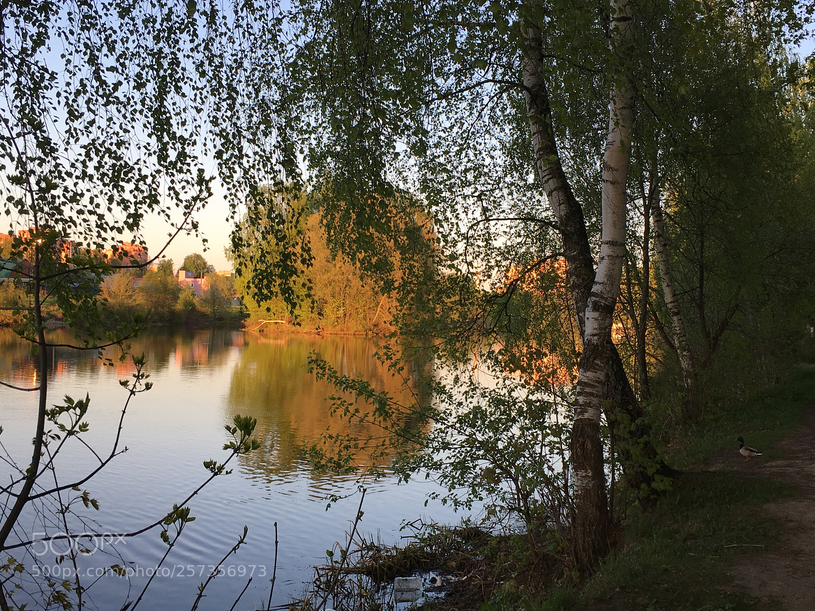 Apple iPhone 6s sample photo. Untitled photography