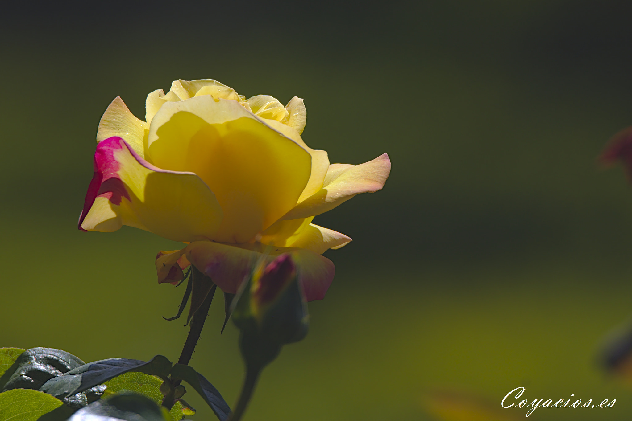 Canon EOS 7D Mark II sample photo. Rosa photography