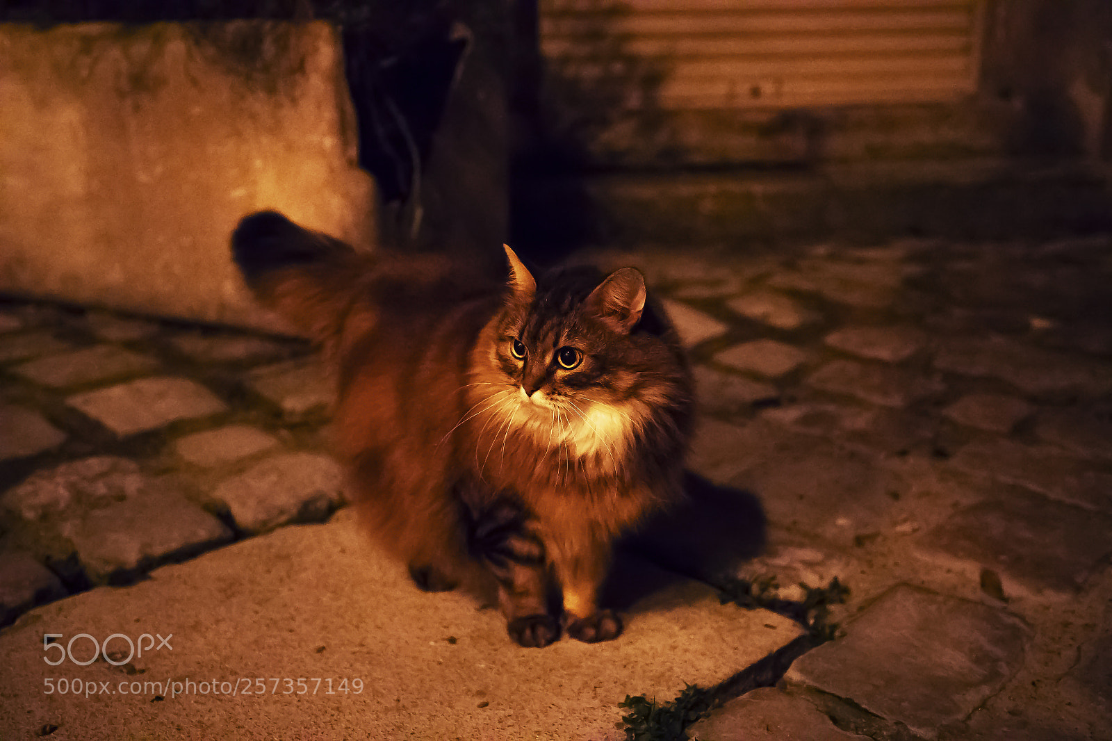 Canon EOS-1D X Mark II sample photo. Night cat photography