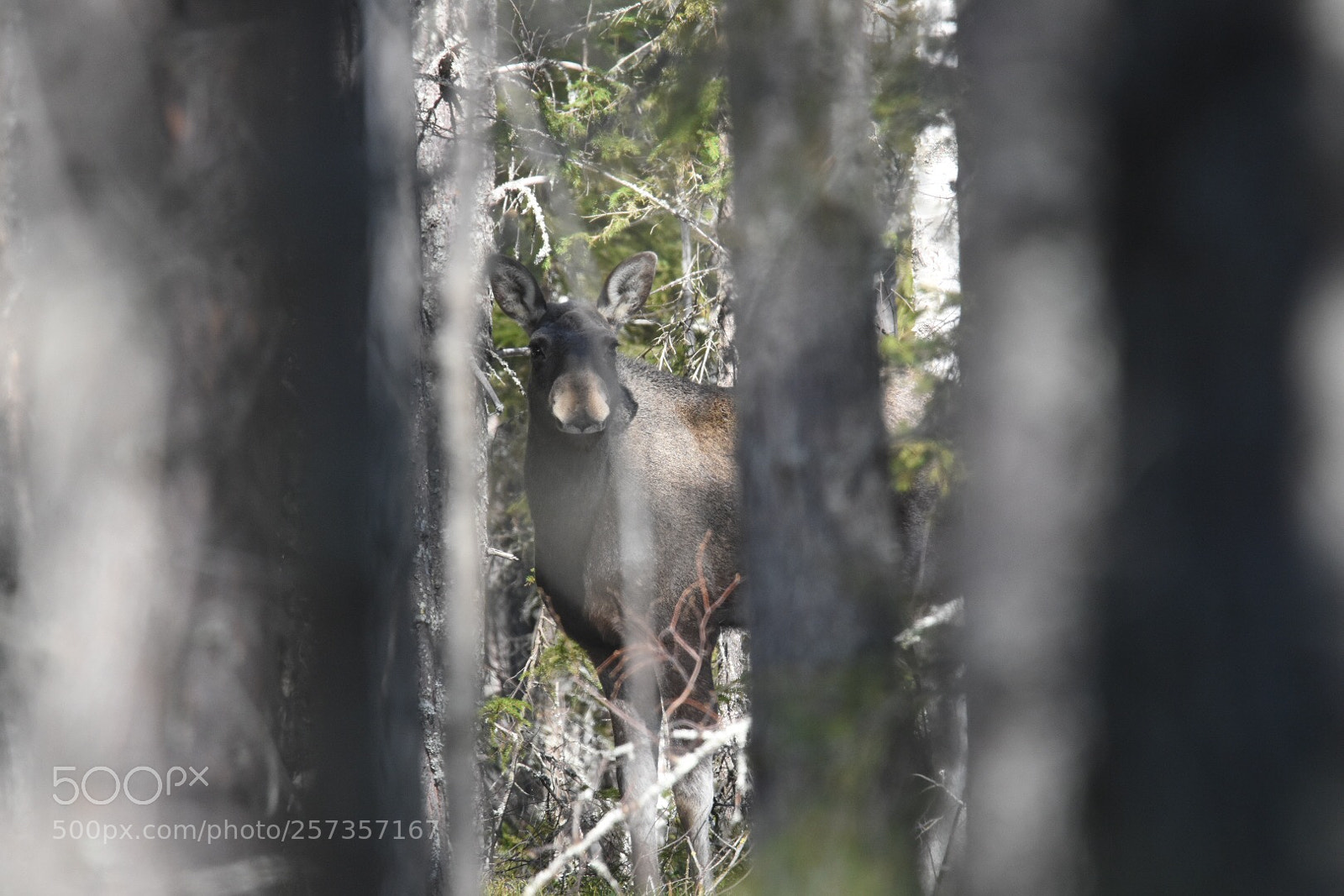 Nikon D7200 sample photo. More moose photography
