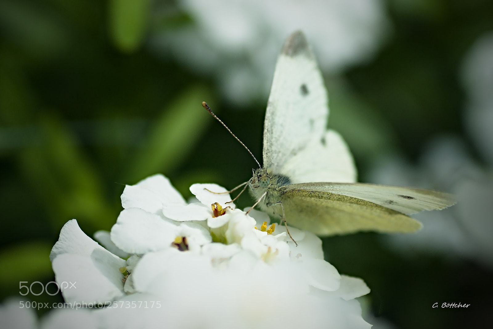 Sony ILCA-77M2 sample photo. Untitled photography