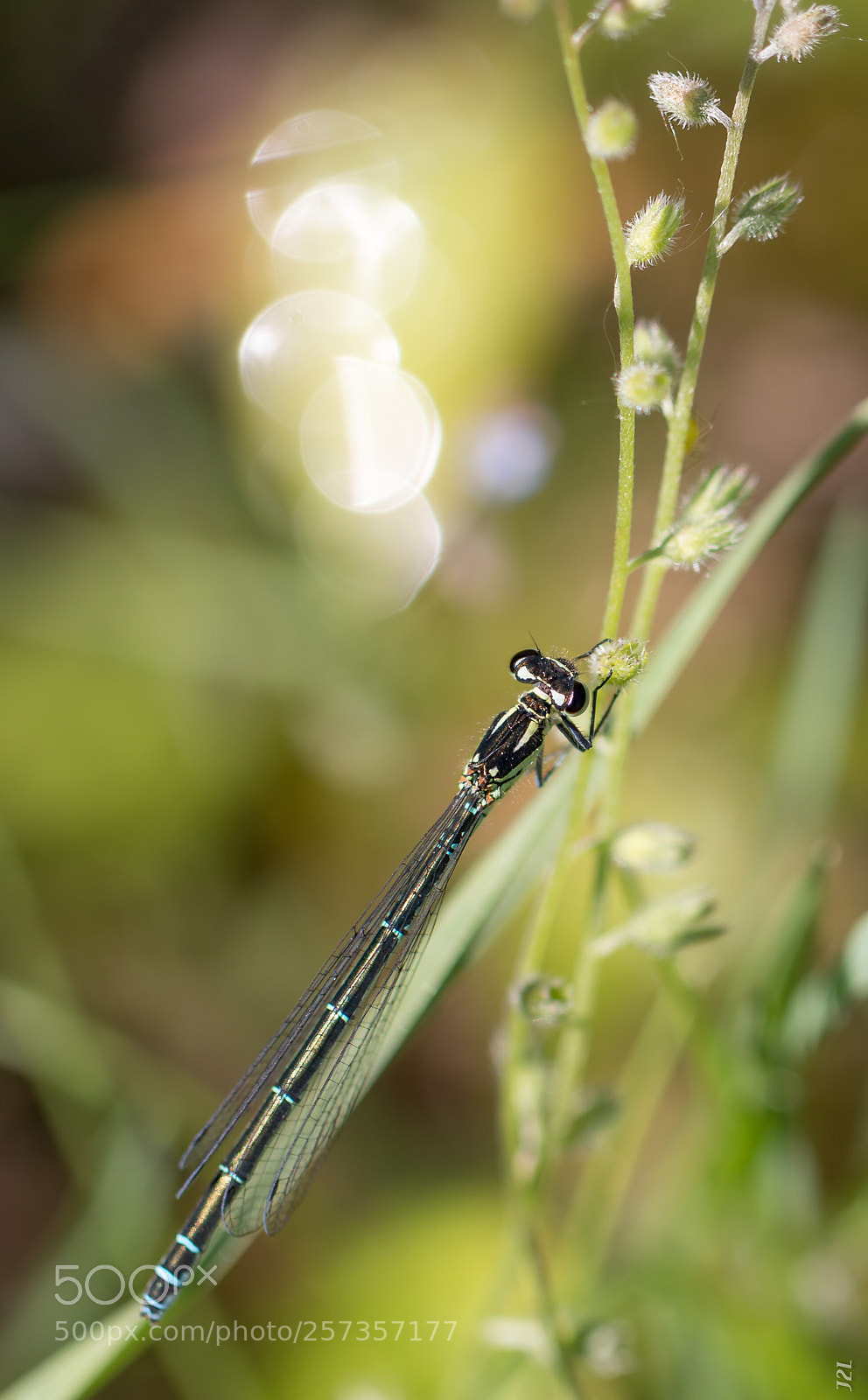Canon EOS 70D sample photo. Animaux - demoiselle photography