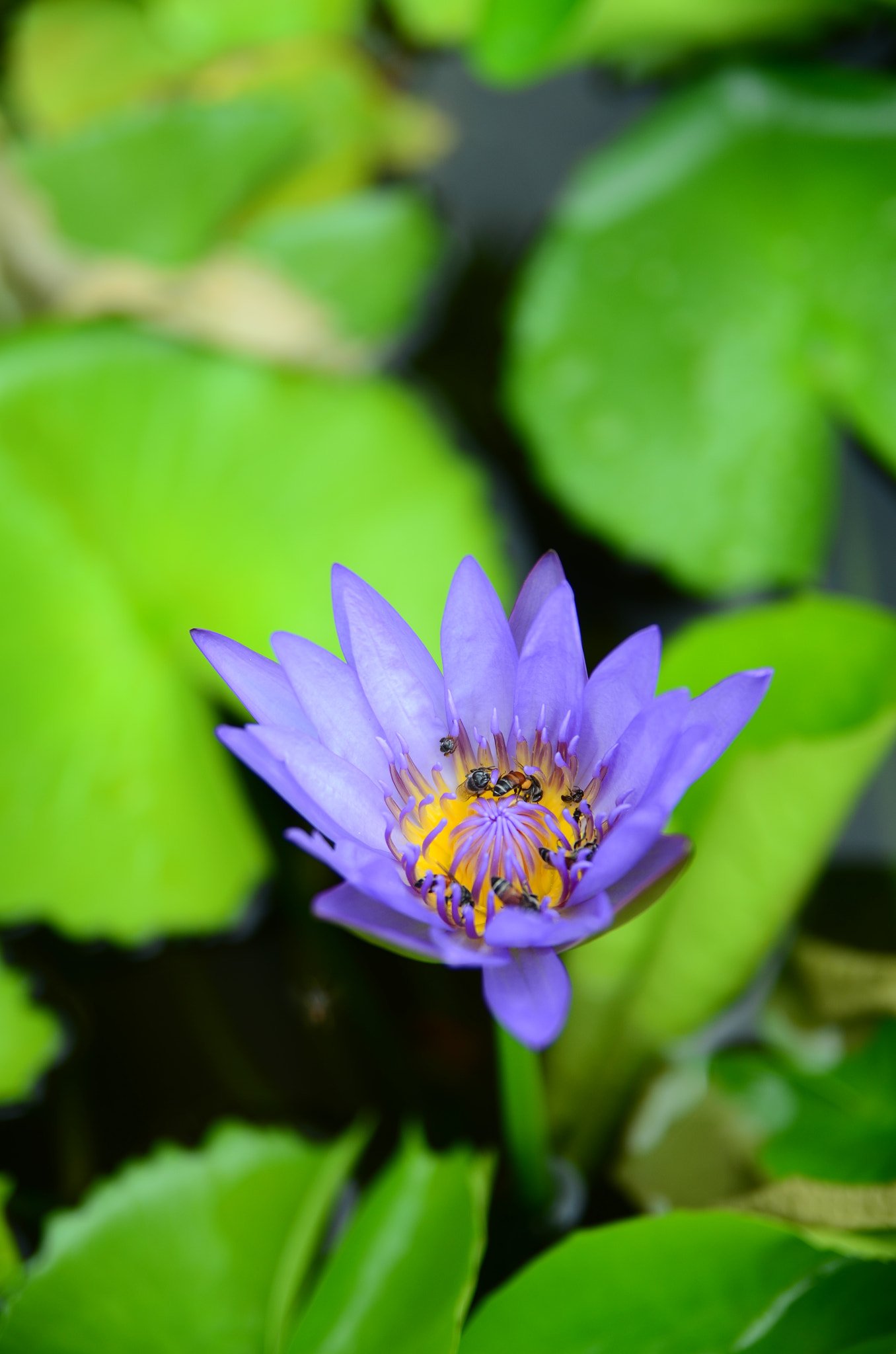 Nikon D7000 sample photo. Flower photography