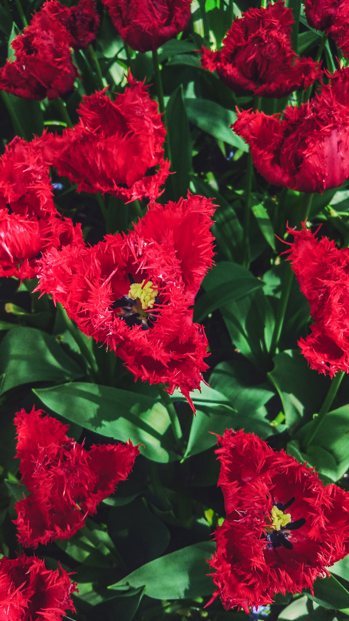 Xiaomi MI 5 sample photo. Keukenhof 2018 photography