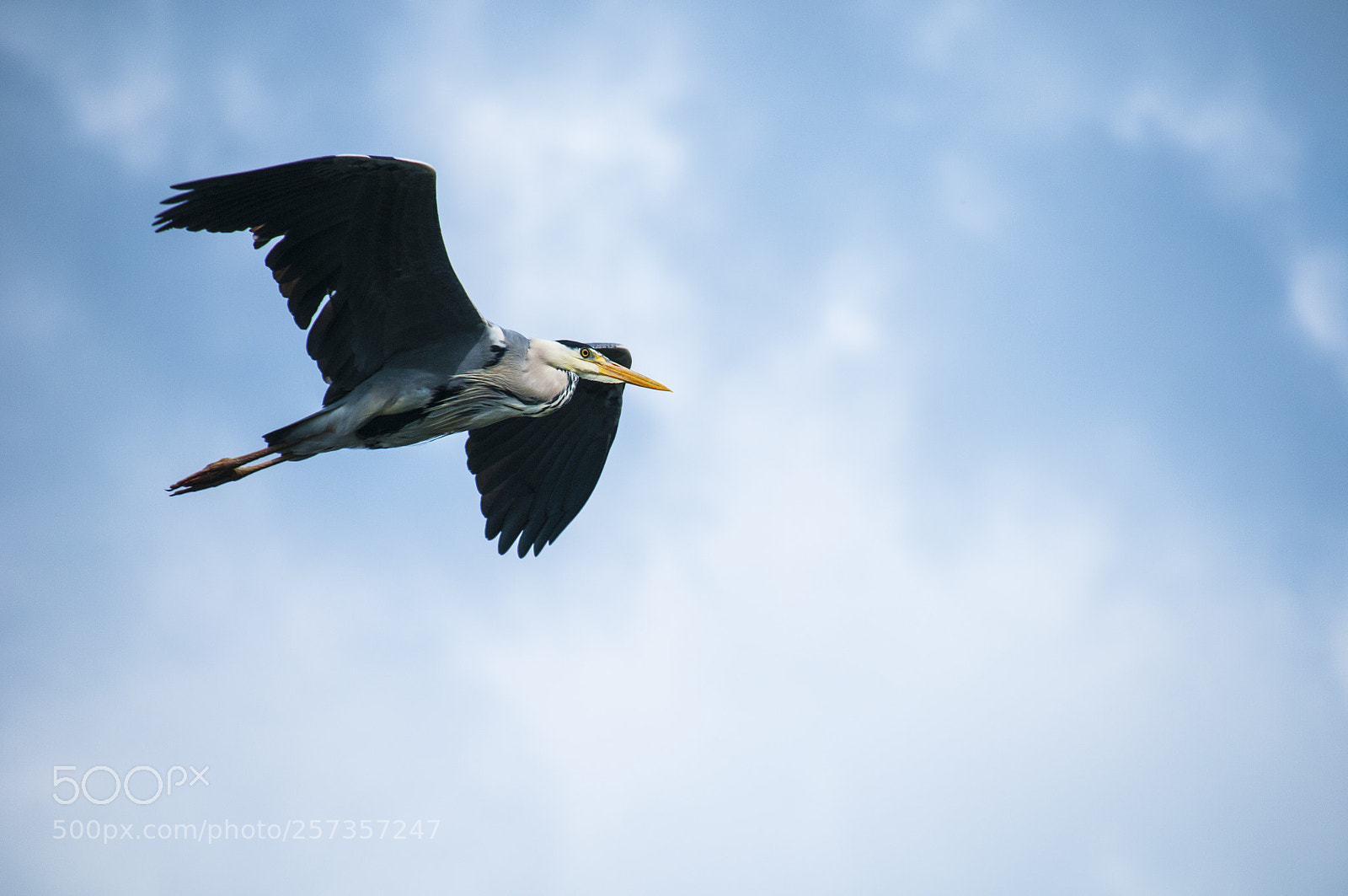 Nikon D300 sample photo. Flying heron photography