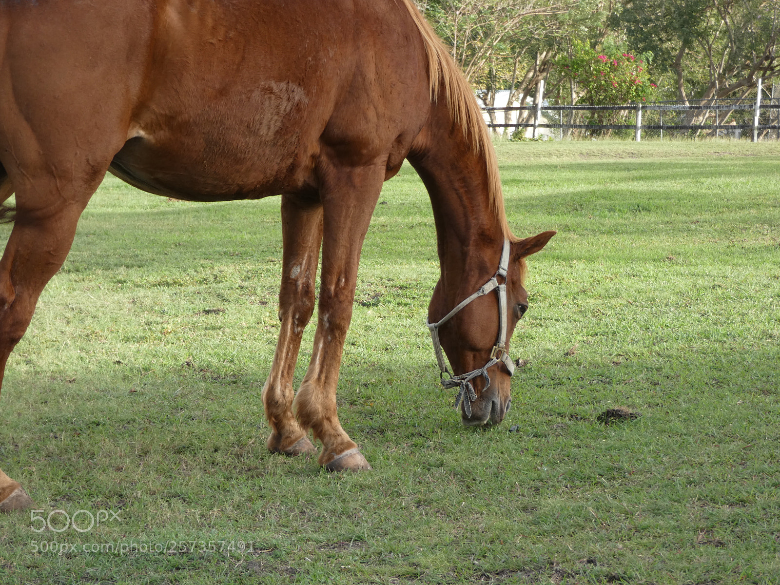 Panasonic Lumix DC-FZ80 (Lumix DC-FZ82) sample photo. Peaceful grazing horse photography