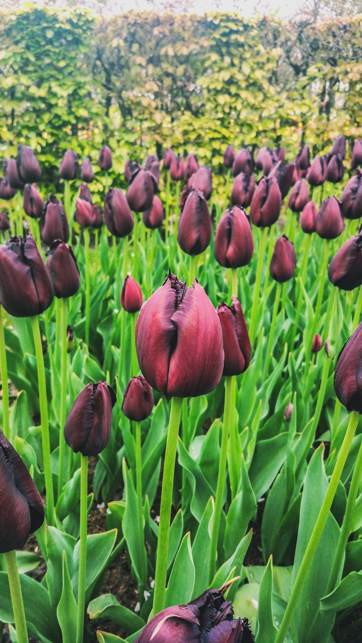 Xiaomi MI 5 sample photo. Keukenhof 2018 photography