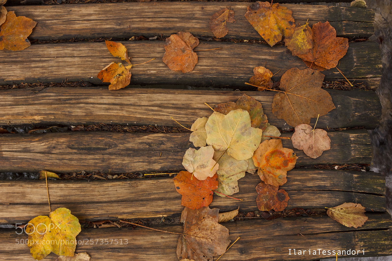 Canon EOS 60D sample photo. Autumn colors photography