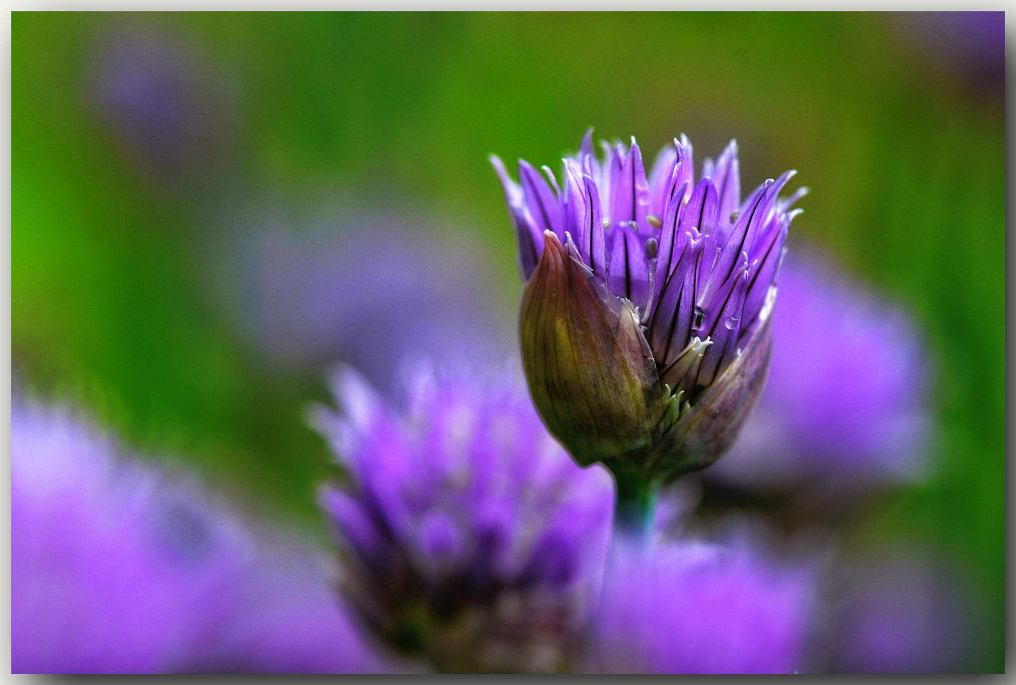 Nikon AF-S Micro-Nikkor 105mm F2.8G IF-ED VR sample photo. Dsc photography