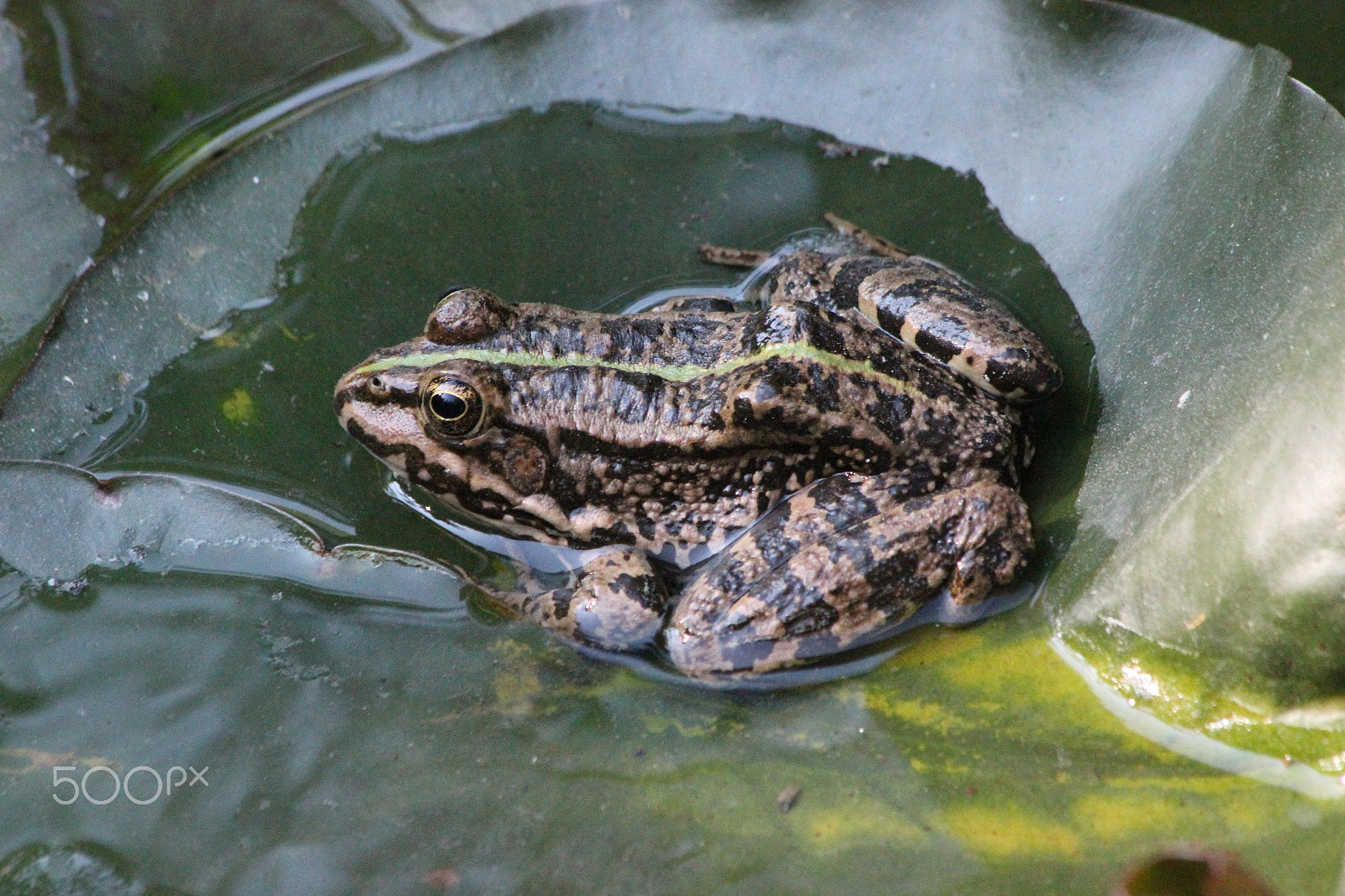 Canon EF 70-300mm F4-5.6 IS USM sample photo. Frog photography
