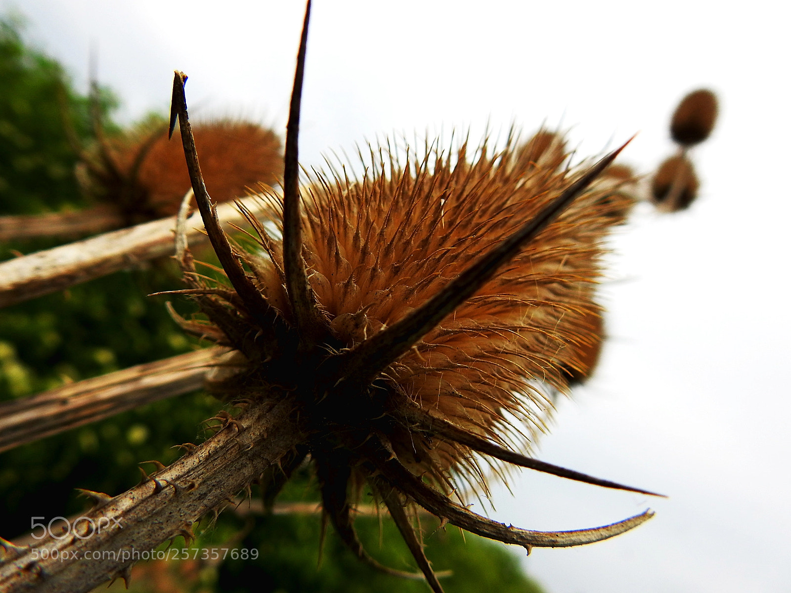Nikon Coolpix P900 sample photo. Spiky thingy photography