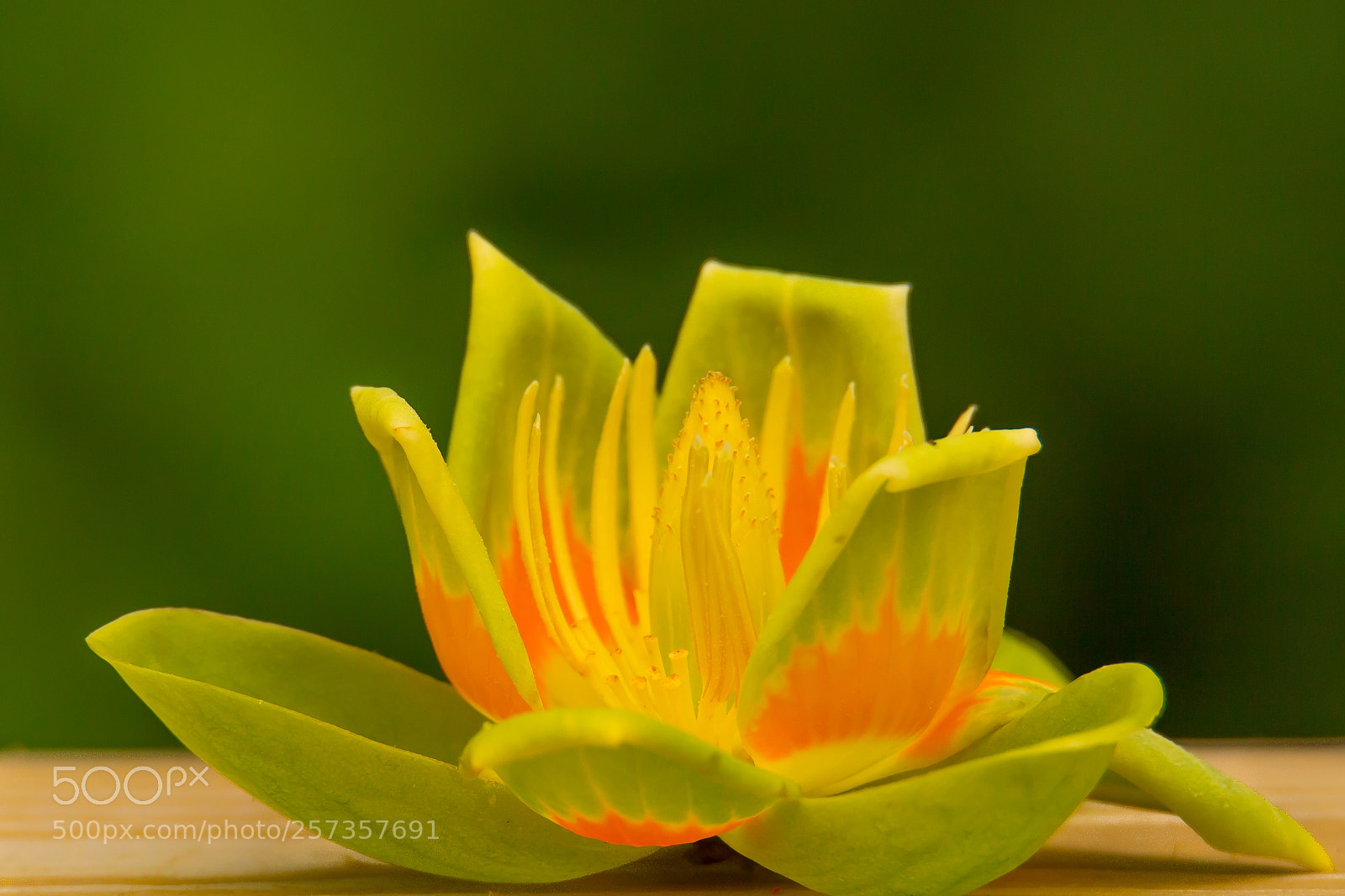 Canon EOS 6D sample photo. May photography