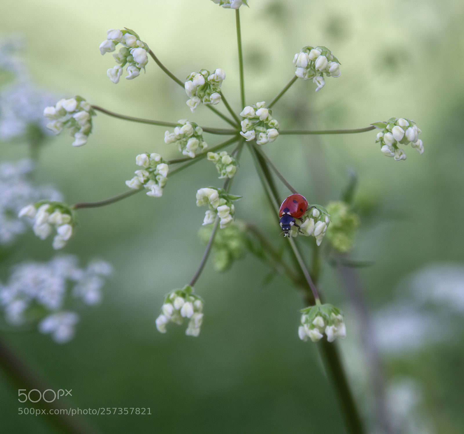 Olympus OM-D E-M1 Mark II sample photo. Red and white spots photography