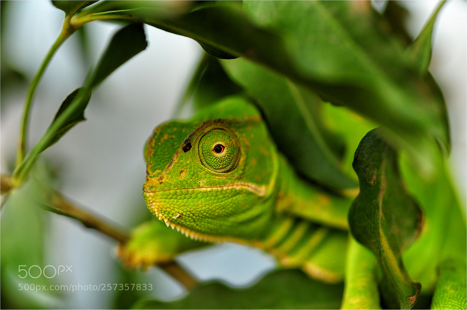 Nikon D700 sample photo. Chameleon camouflage photography